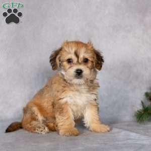 Fluffy, Yorkie-Chon Puppy